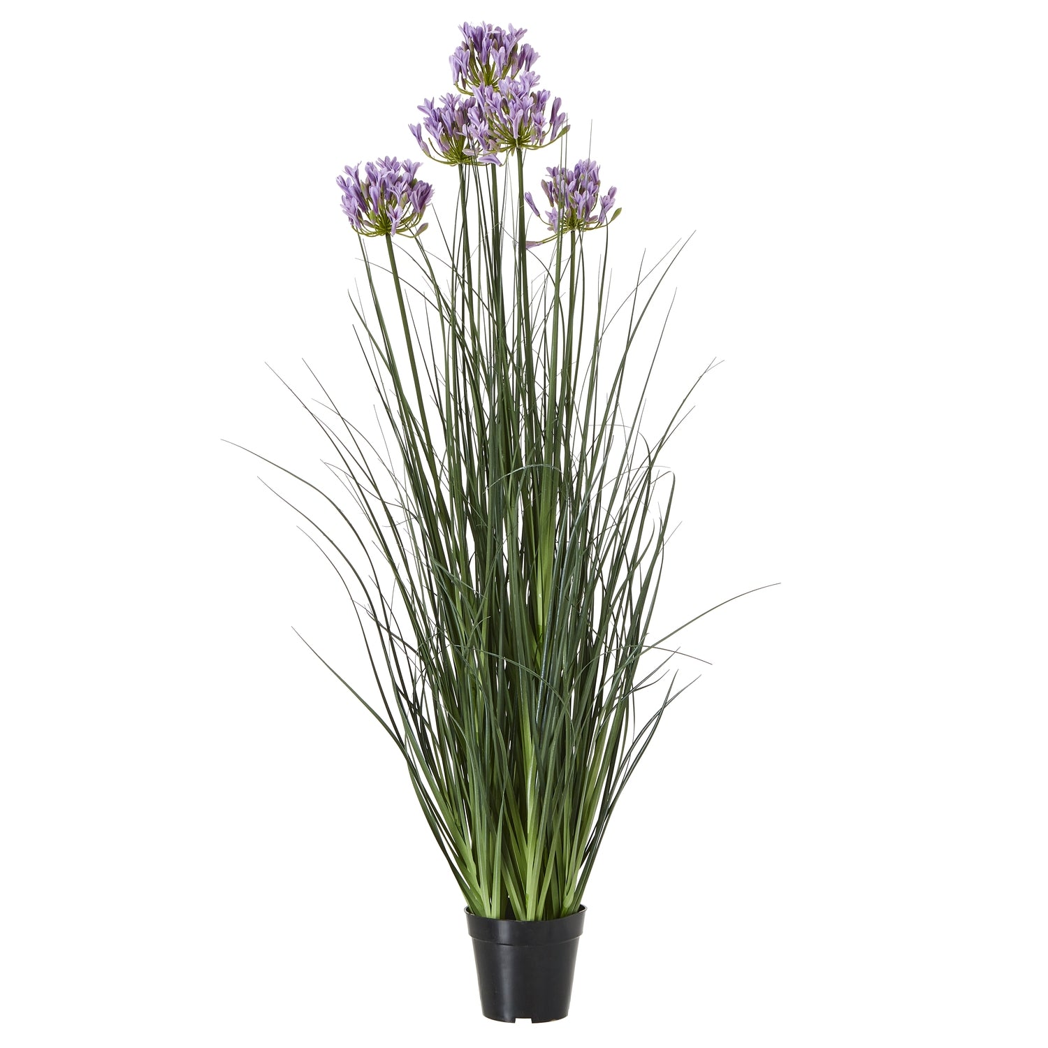 Agapanthus Plant In Pot_5091