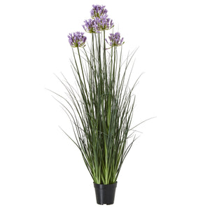 Agapanthus Plant In Pot_5091