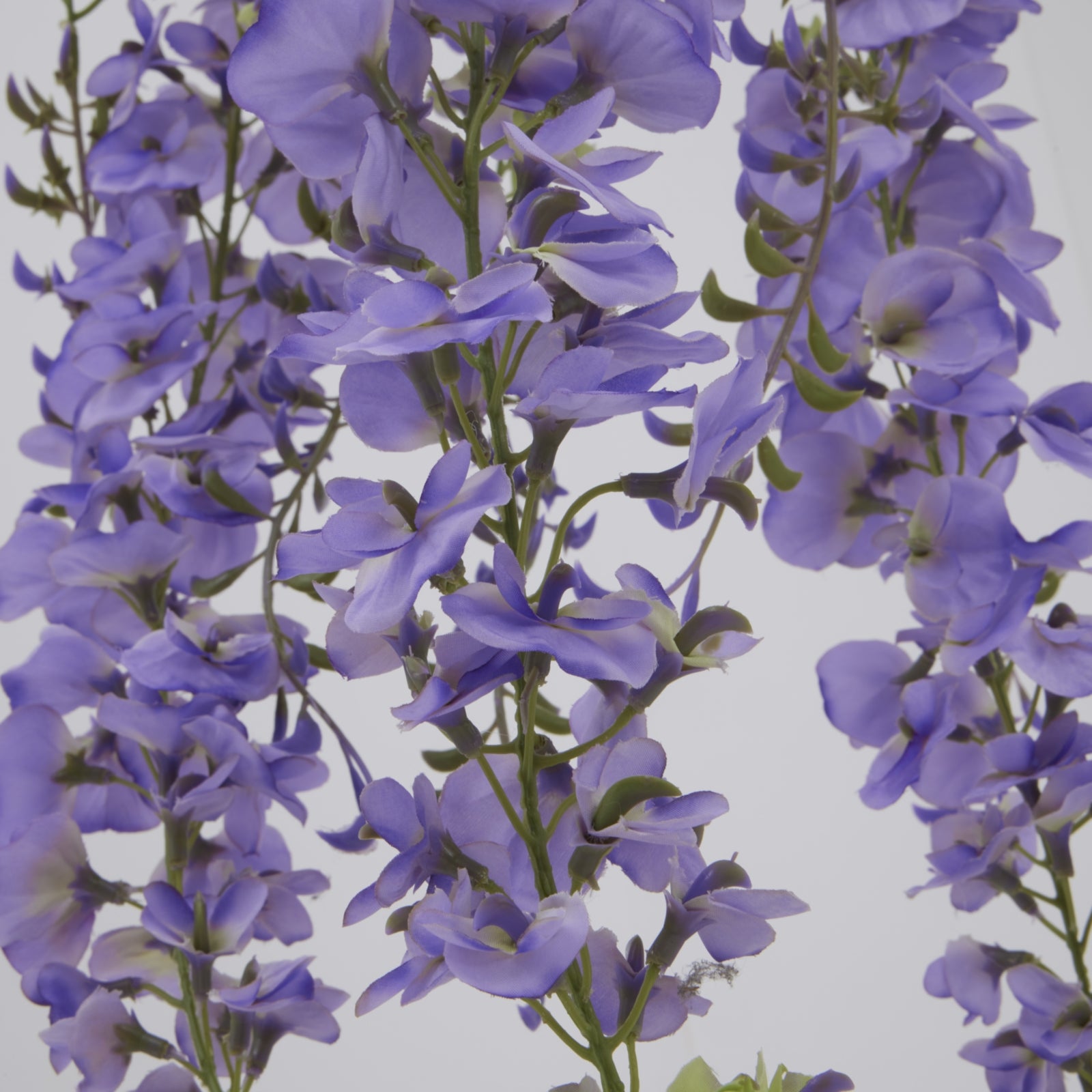 Large Purple Wisteria Spray_5097