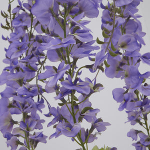Large Purple Wisteria Spray_5097