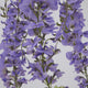 Large Purple Wisteria Spray_5097