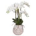 Large Stone Potted Orchid With Roots_5098