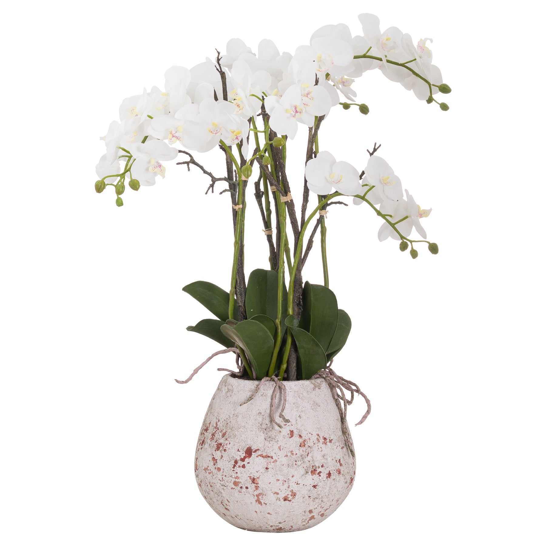 Large Stone Potted Orchid With Roots_5098