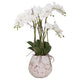Large Stone Potted Orchid With Roots_5098