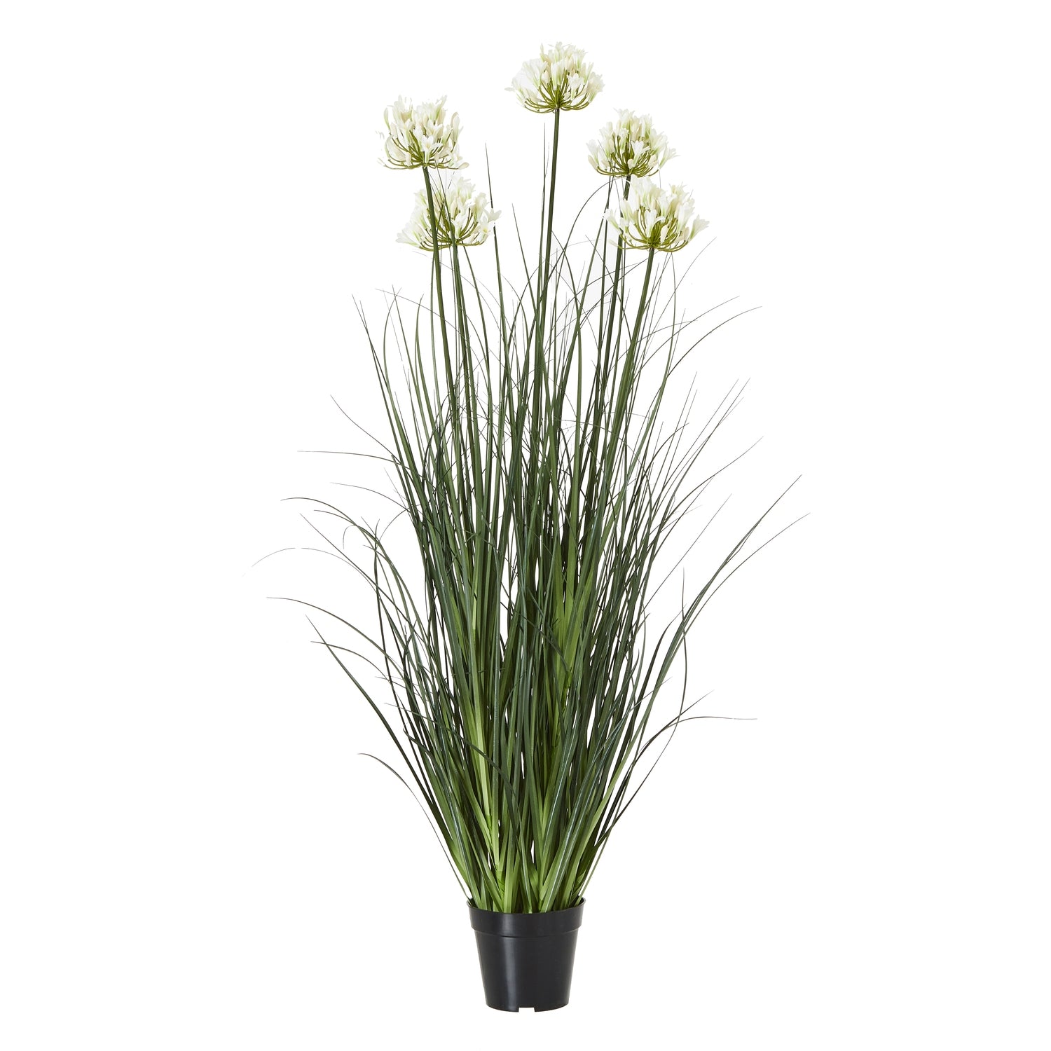 Agapanthus Plant In Pot_5101