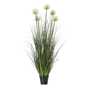 Agapanthus Plant In Pot_5101