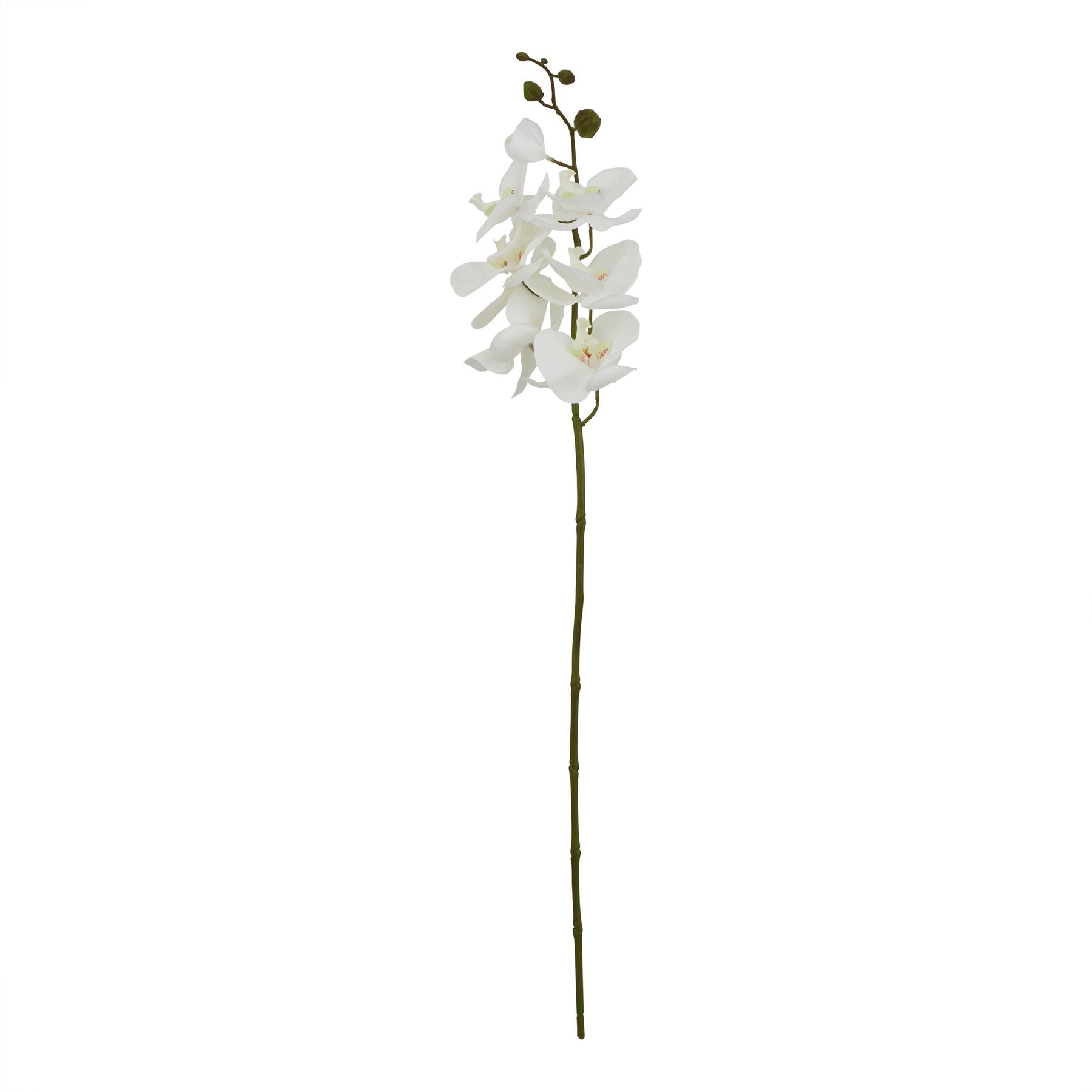 White Butterfly Orchid Stem_5109