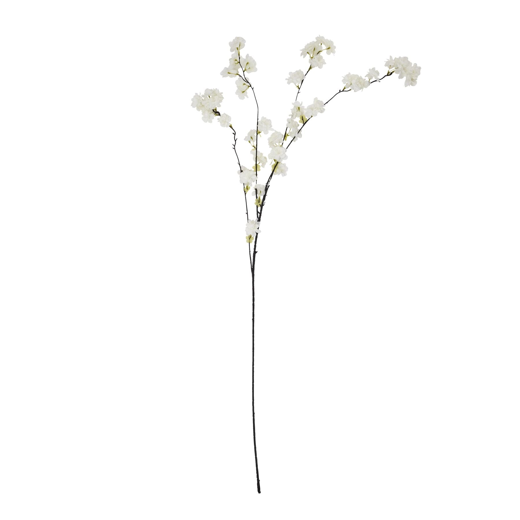 Large White Cherry Blossom Stem_5112