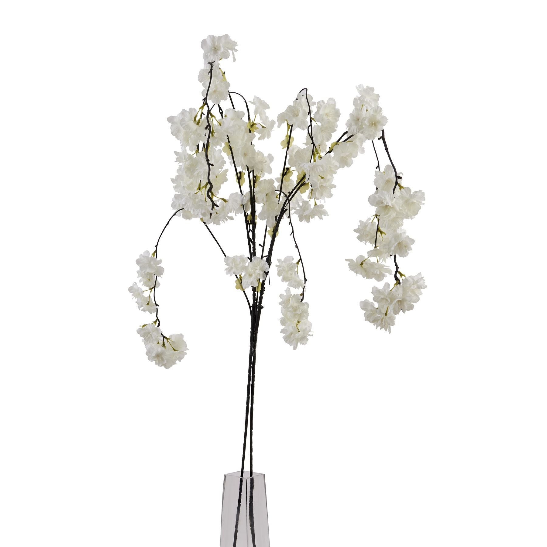 Large White Cherry Blossom Stem_5111