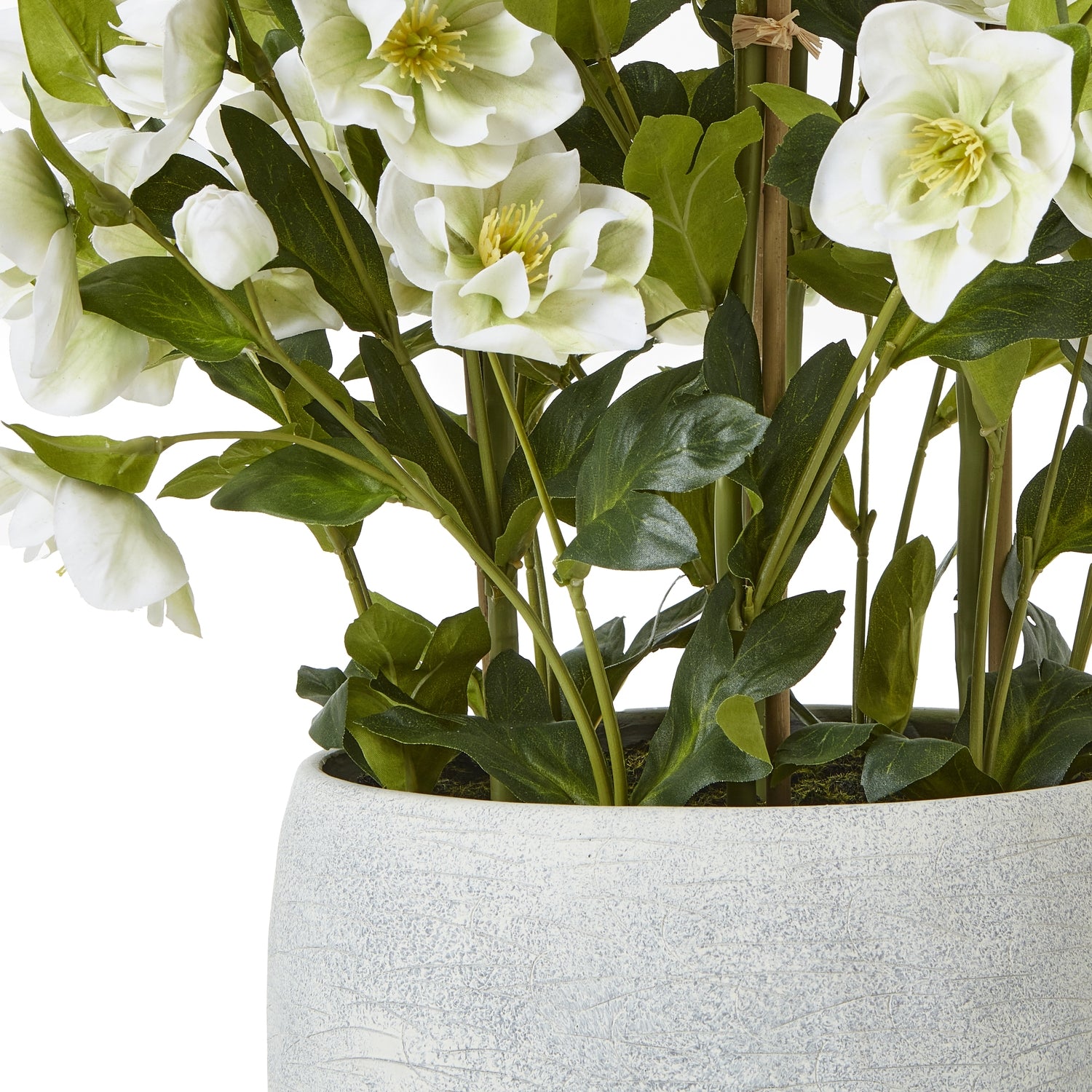 Large White Hellebore In Grey Pot_5131