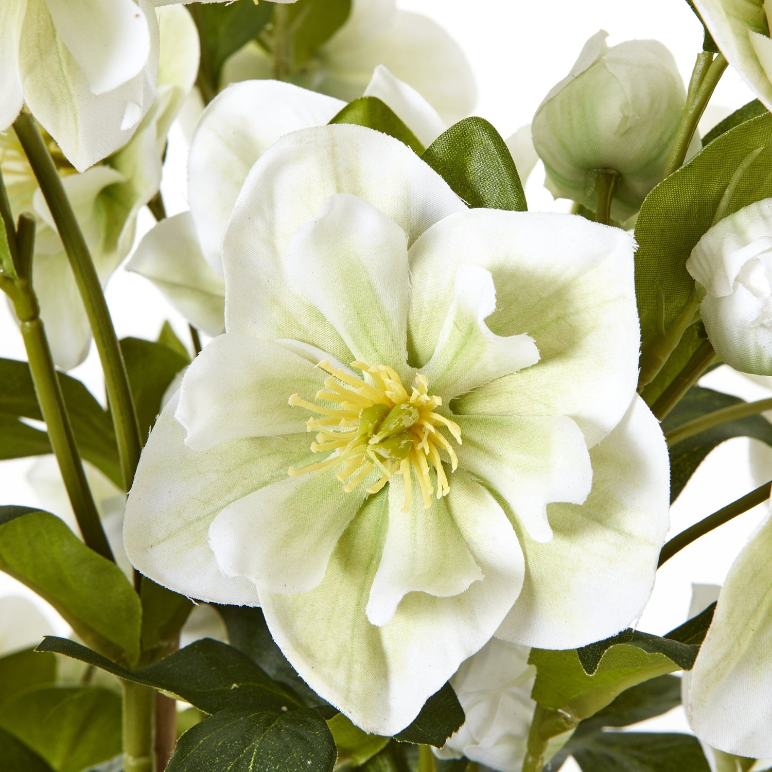 Large White Hellebore In Grey Pot_5132