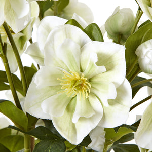Large White Hellebore In Grey Pot_5132