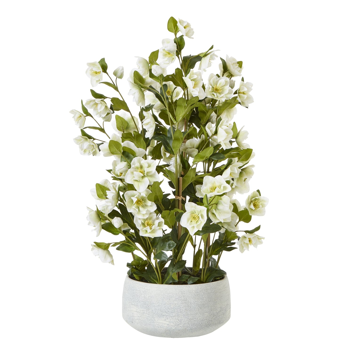 Large White Hellebore In Grey Pot_5128
