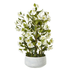 Large White Hellebore In Grey Pot_5128