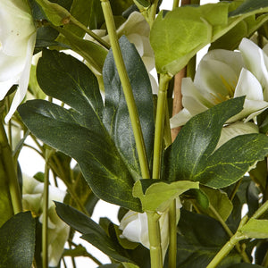 Large White Hellebore In Grey Pot_5130