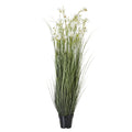 Large White Meadow Plant In Pot_5137