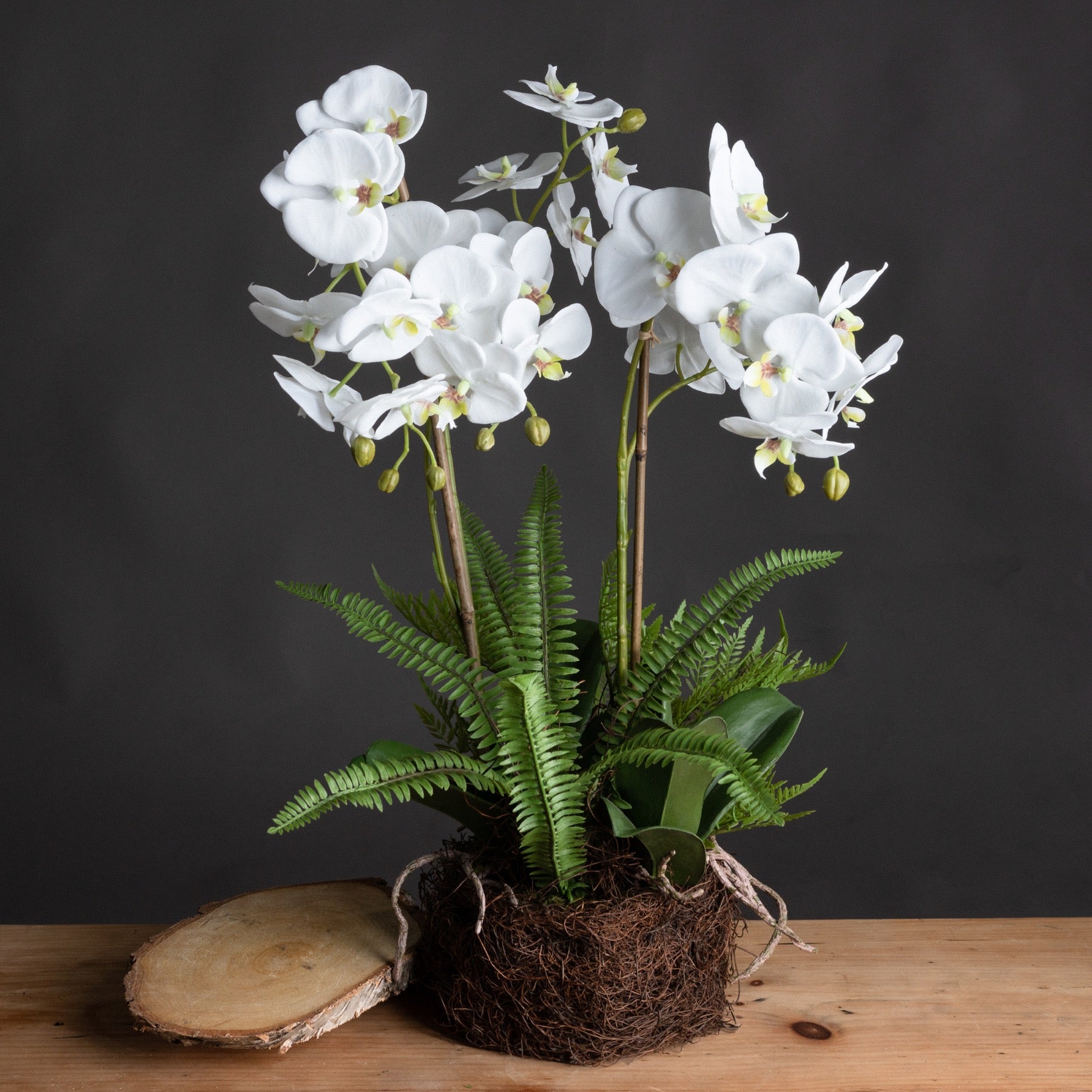Large White Orchid And Fern Garden In Rootball_5141