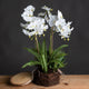 Large White Orchid And Fern Garden In Rootball_5141