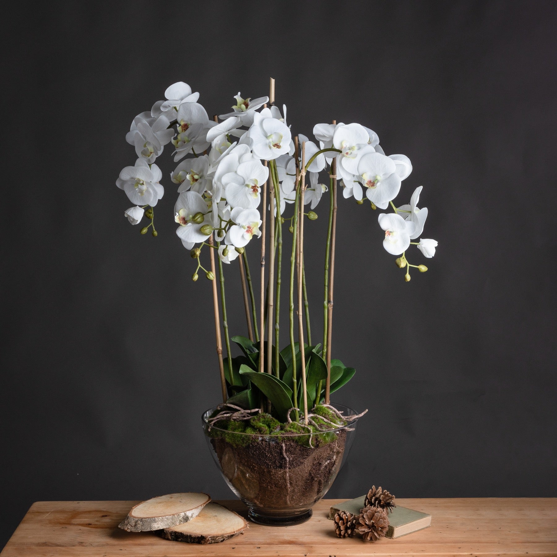 White Orchid In Glass Pot_5152