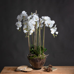 White Orchid In Glass Pot_5152