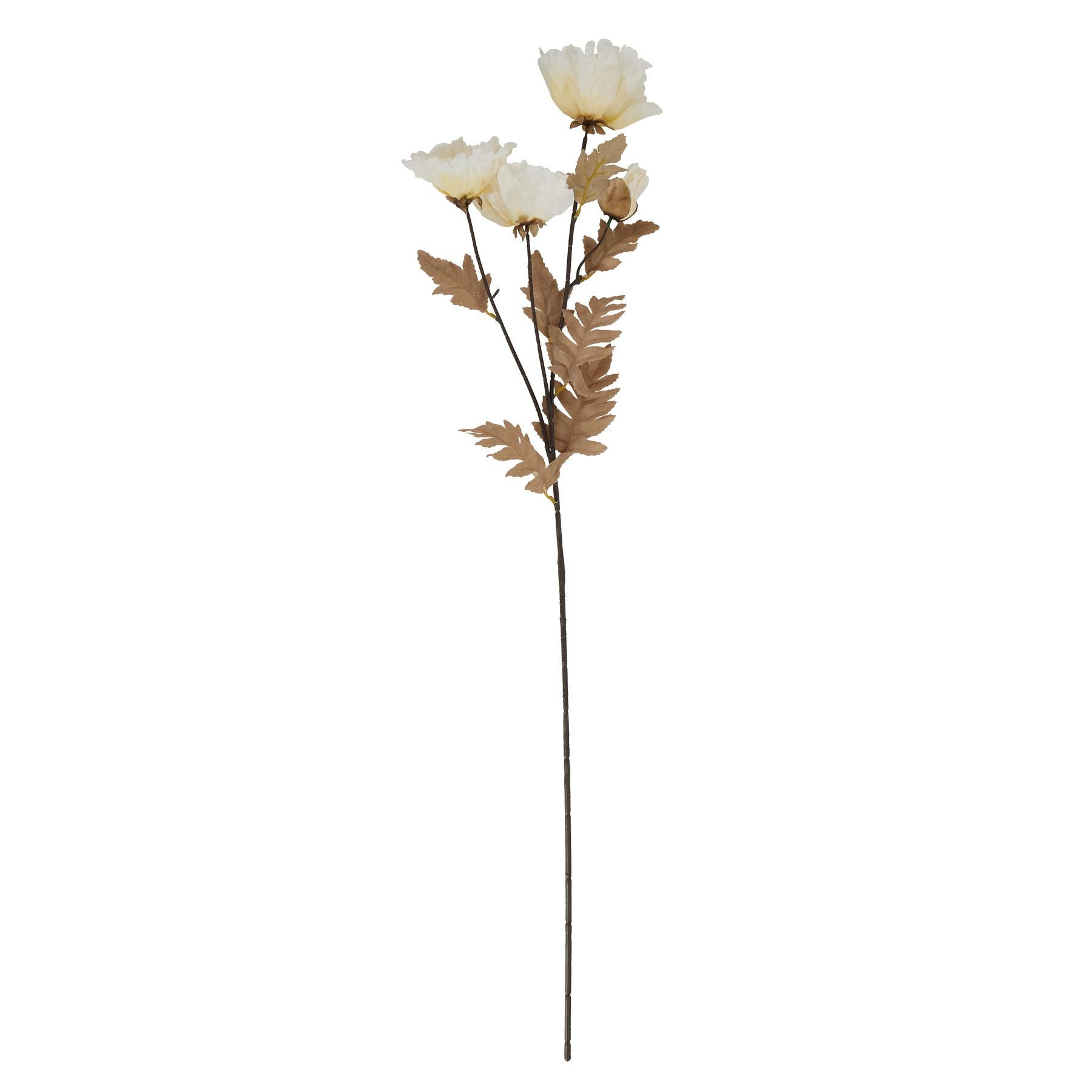 Large White Poppy Stem_5166
