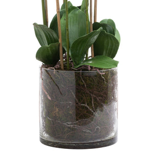 Large White Tall Orchid In Glass Pot_5174