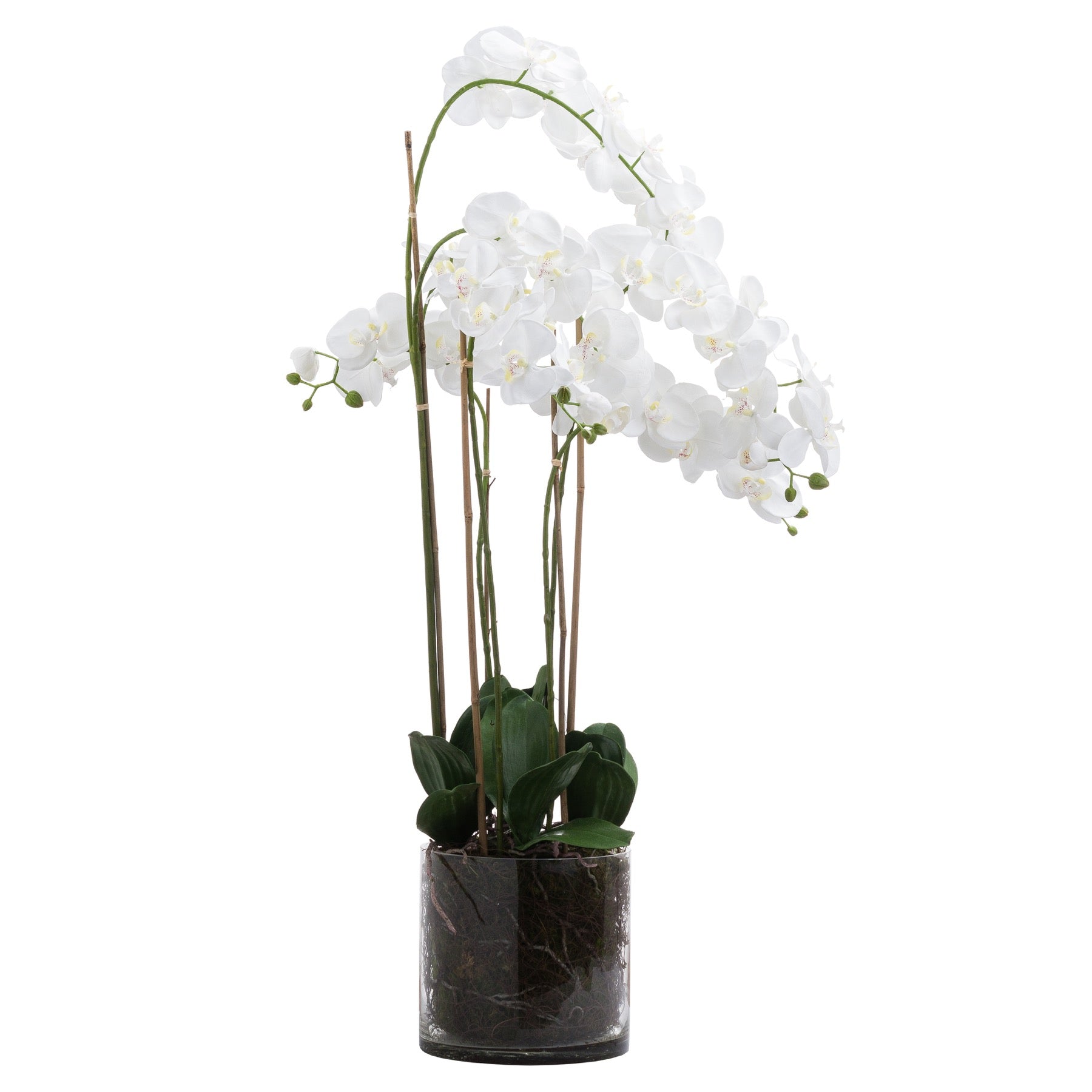 Large White Tall Orchid In Glass Pot_5172