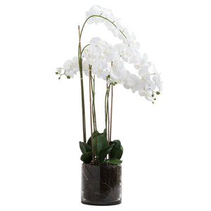 Large White Tall Orchid In Glass Pot_5172