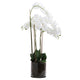 Large White Tall Orchid In Glass Pot_5172