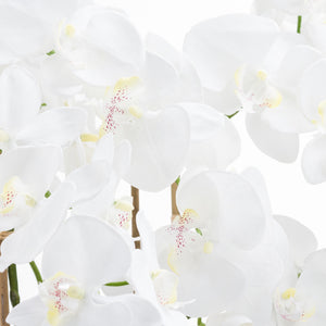 Large White Tall Orchid In Glass Pot_5173