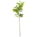 Laurel Leaf Spray_5181