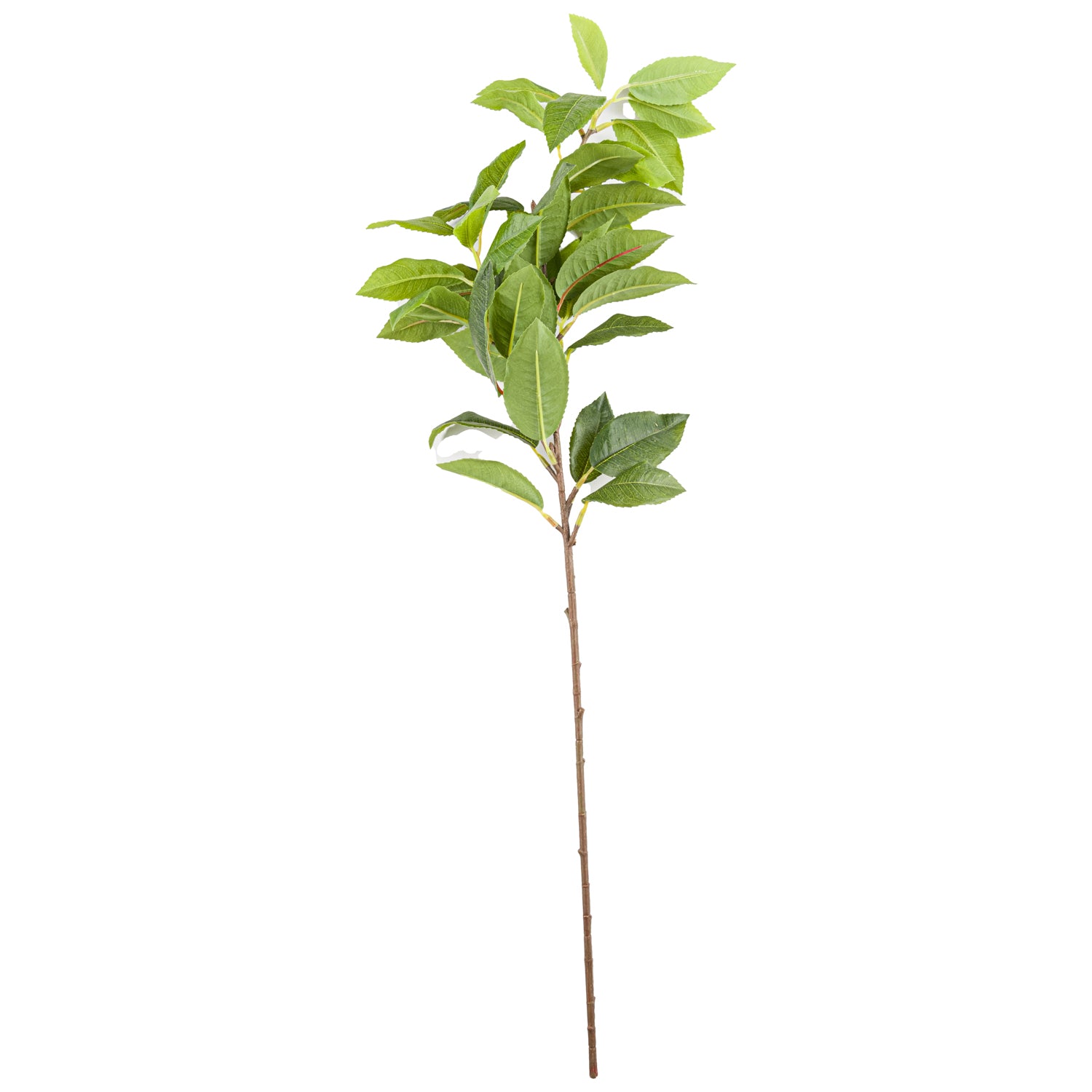 Laurel Leaf Spray_5181