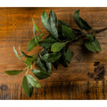 Laurel Leaf Spray_5182