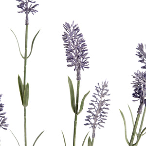 Lavender Spray_5077