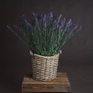 Lavender Spray_5074