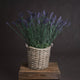 Lavender Spray_5074