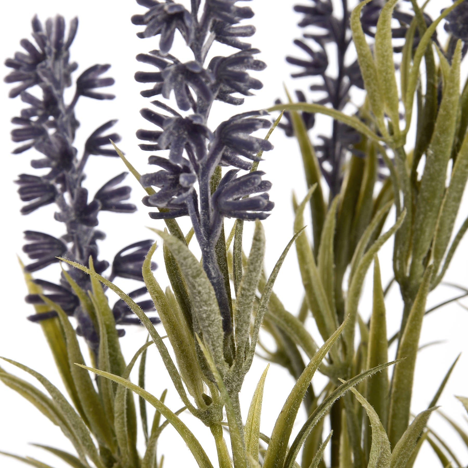 Lavender Spray_5538