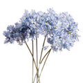 Light Blue Large Headed Agapanthus_5193