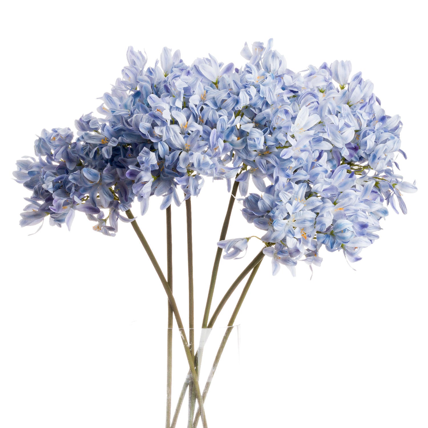 Light Blue Large Headed Agapanthus_5193