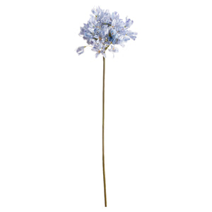 Light Blue Large Headed Agapanthus_5194