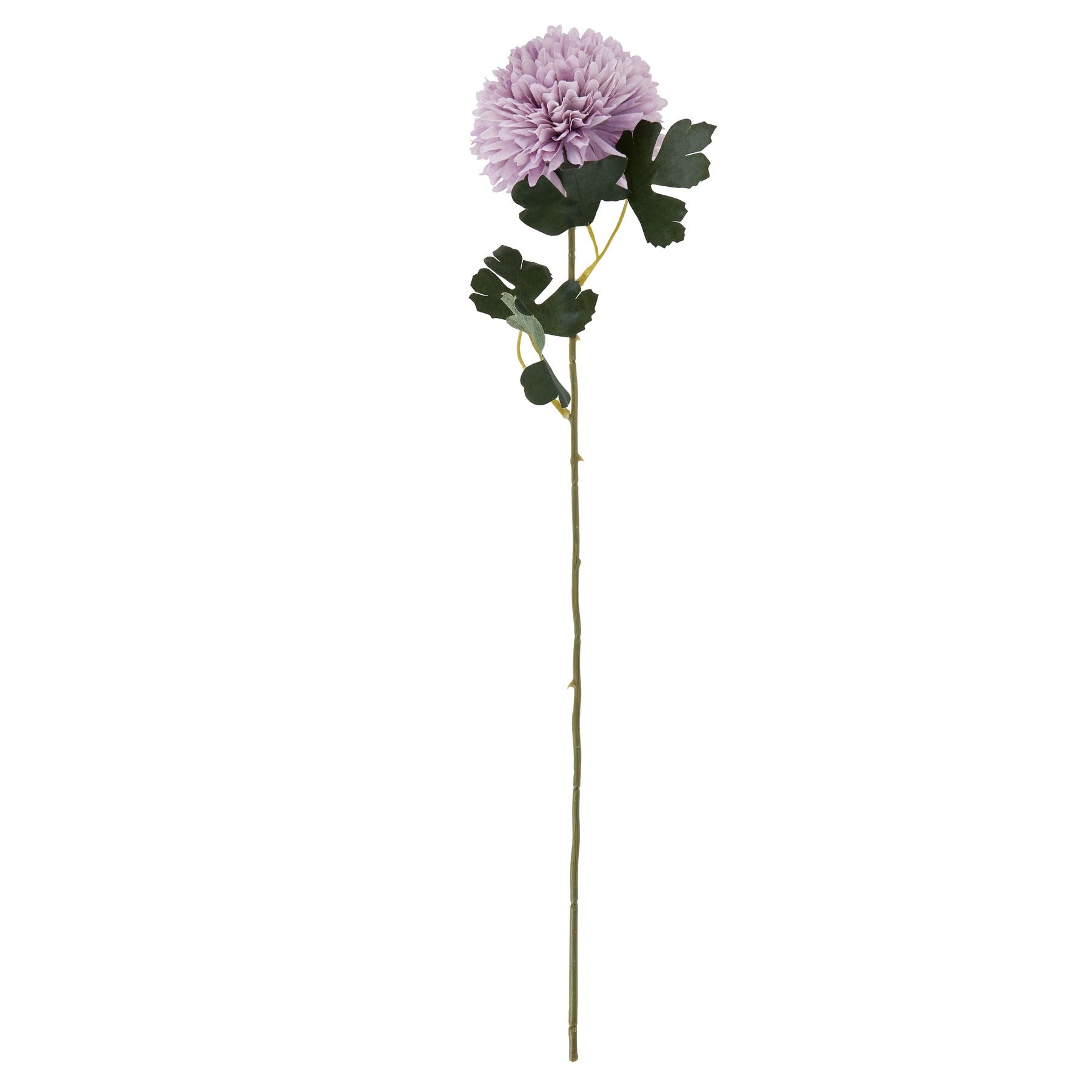 Light Purple Chrysanthemum_5205