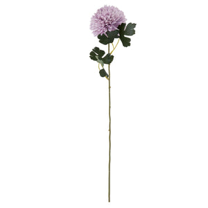 Light Purple Chrysanthemum_5205