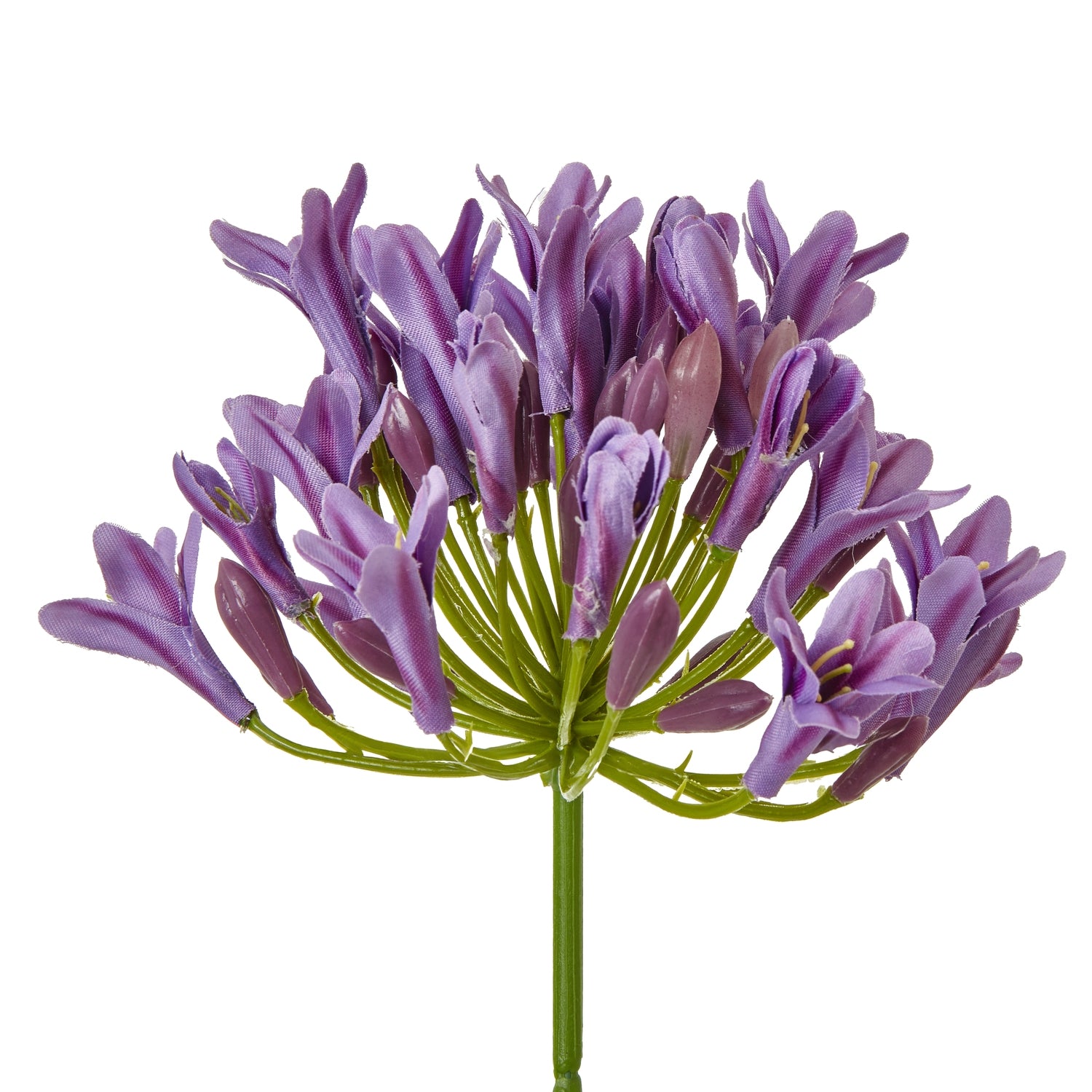 Lilac Agapanthus Spray_5208