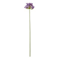 Lilac Agapanthus Spray_5207