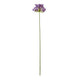 Lilac Agapanthus Spray_5207