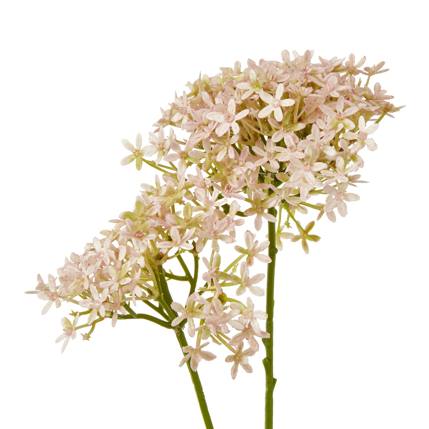 Pink Crown Hydrangea Stem_5378