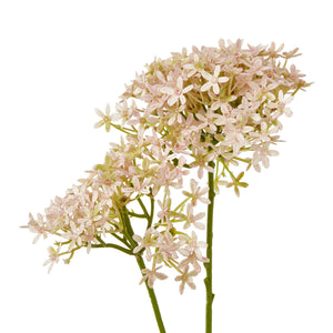 Pink Crown Hydrangea Stem_5378