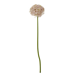 Giant Allium Stem_5220