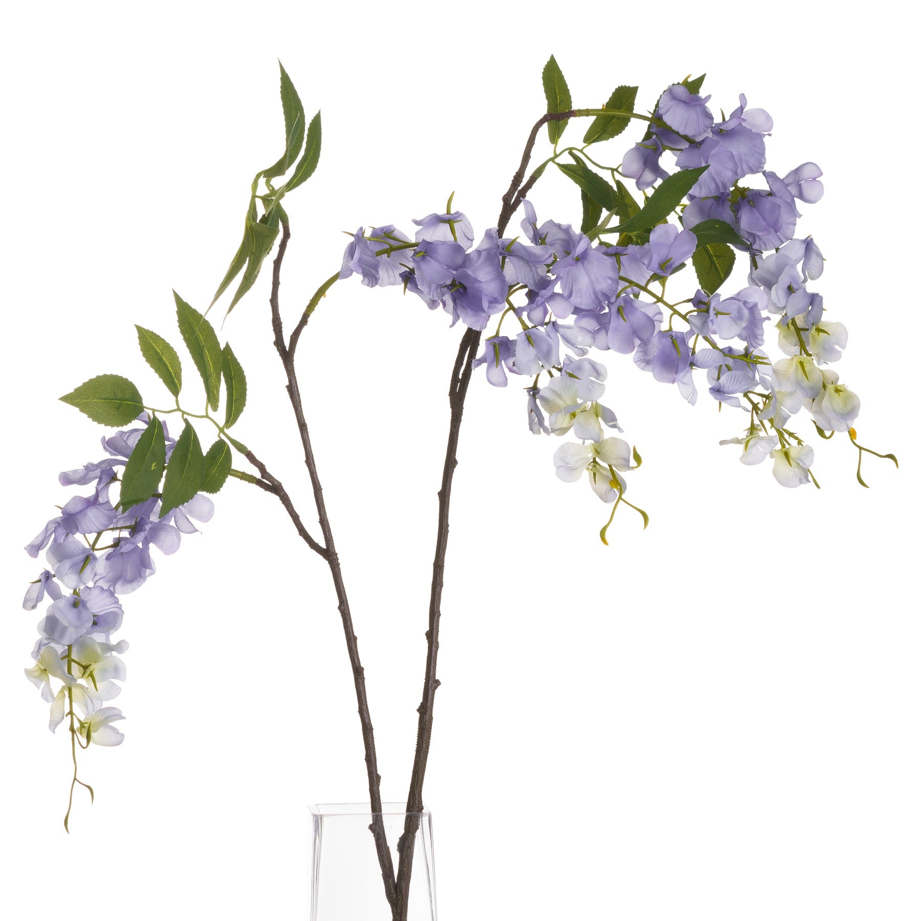 Lilac Wisteria_5232