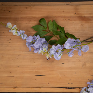 Lilac Wisteria_5231